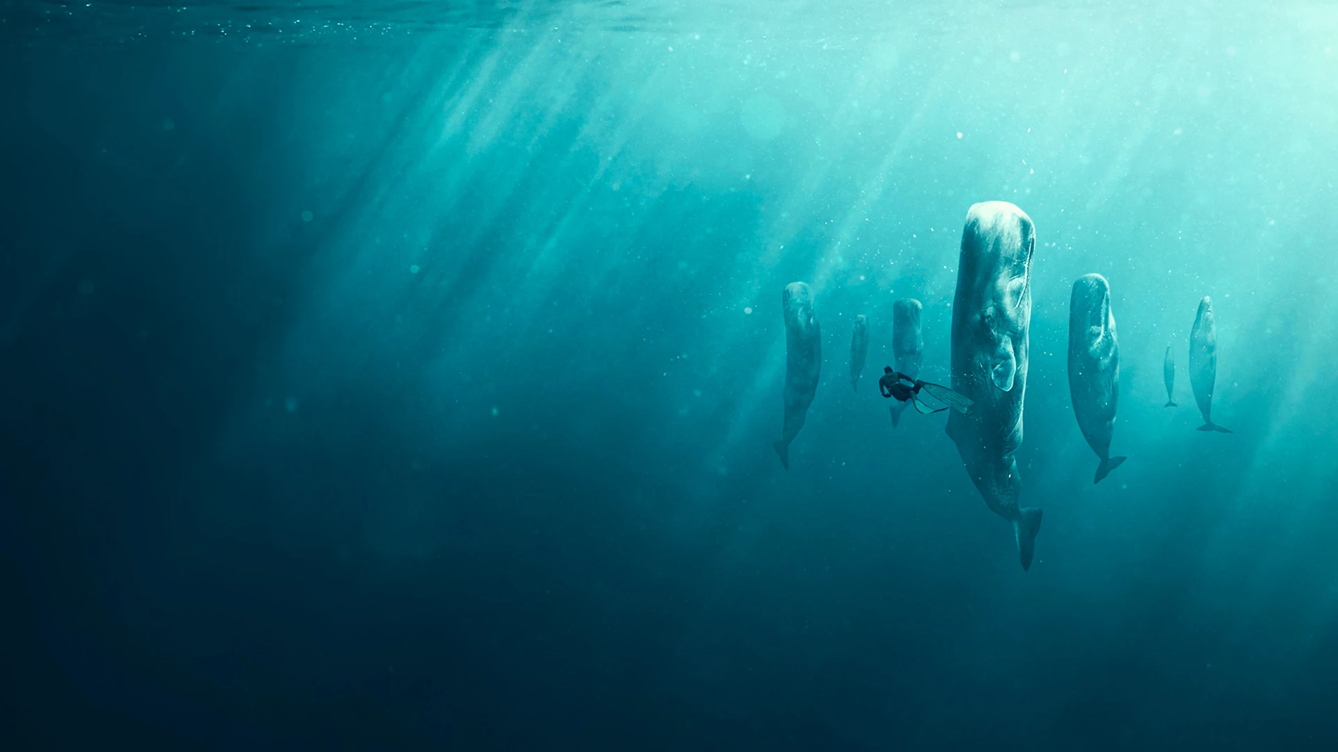 Whale HERO