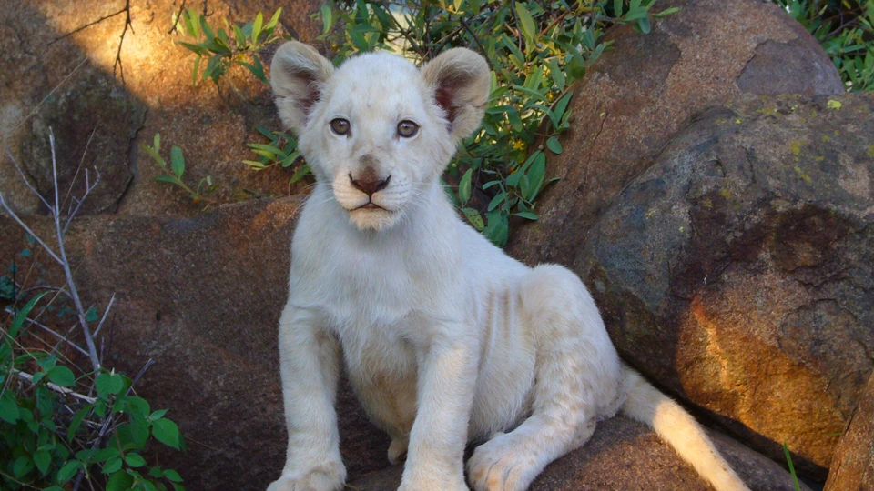 White Lion