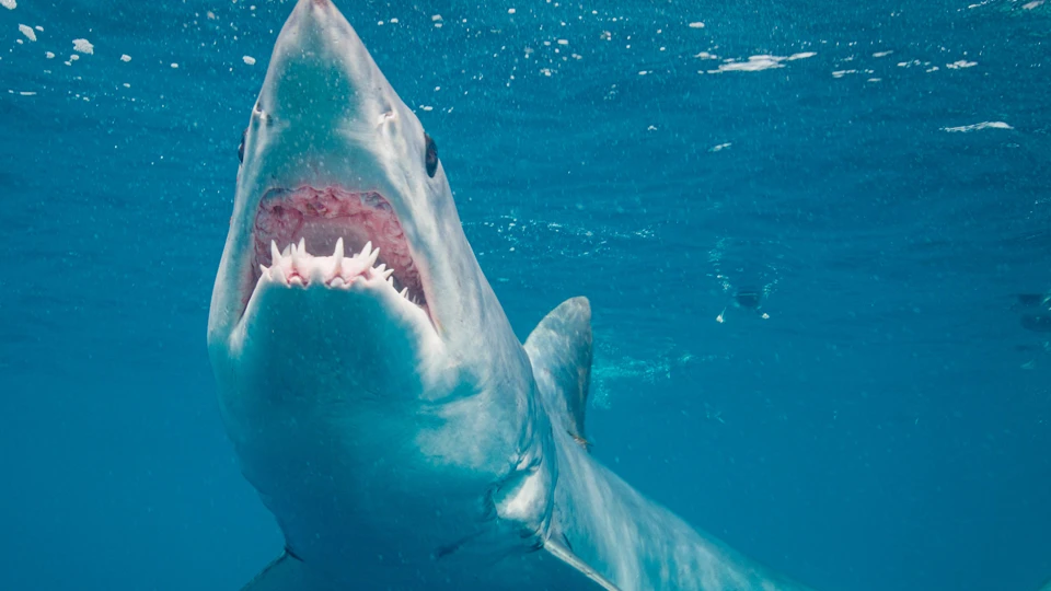 Worlds Biggest Mako